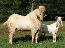 KHASIAT DAN MANFAAT SUSU KAMBING ETAWA